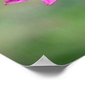 Conefloer, Poster (Hoek)