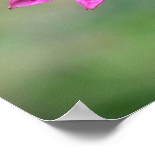 Conefloer, Poster (Hoek)