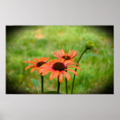 Conefloer, Poster (Voorkant)