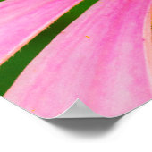 Conefloer Poster (Hoek)