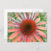 Conefloer/Rudbeckia Bloedbloemen Briefkaarten (Voorkant / Achterkant)