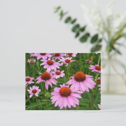 Conefloervelden Briefkaart (Staand voorkant)