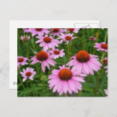 Conefloervelden Briefkaart (Voorkant / Achterkant)