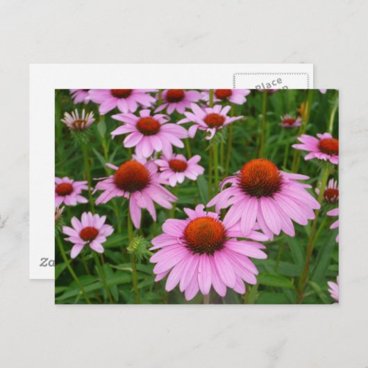 Conefloervelden Briefkaart (Voorkant / Achterkant)