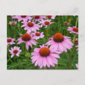 Conefloervelden Briefkaart (Voorkant)