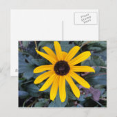 Coneflower 1 - educatief brainfart briefkaart (Voorkant / Achterkant)
