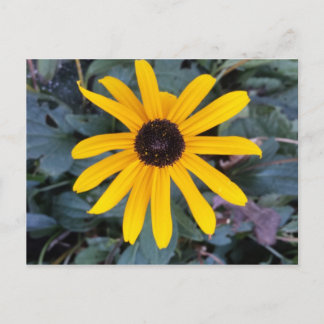 Coneflower 1 - educatief brainfart briefkaart