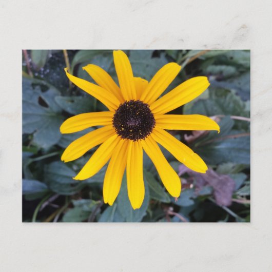 Coneflower 1 - educatief brainfart briefkaart (Voorkant)