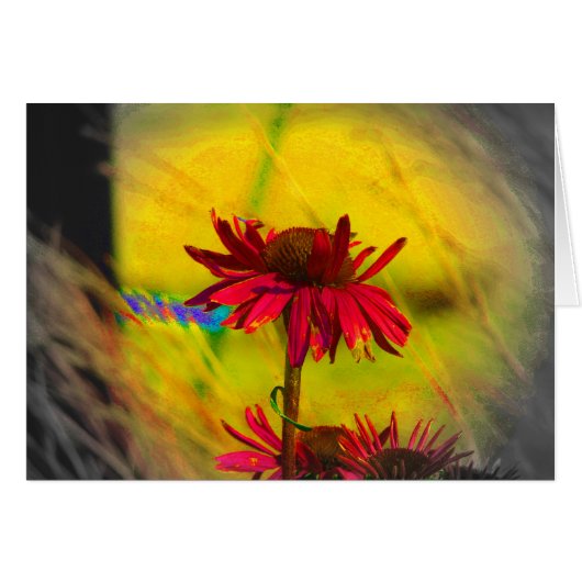 Coneflower Art. 2 (Voorkant Horizontaal)