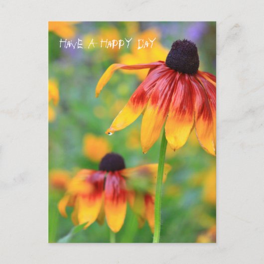 Coneflower Briefkaart (Voorkant)
