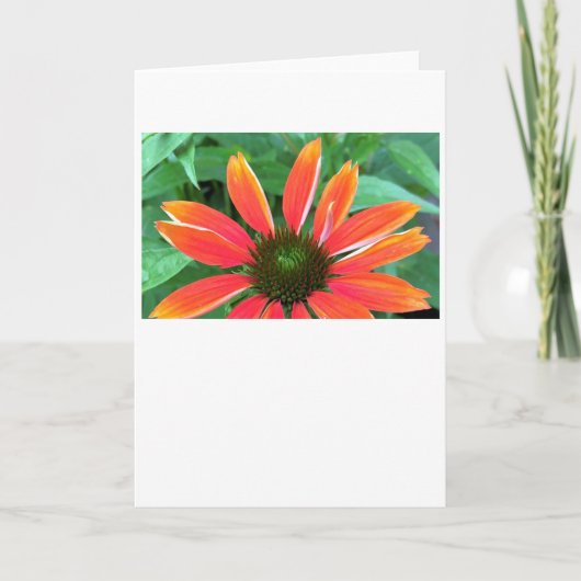 Coneflower, card kaart (Voorkant)