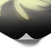 Coneflower Daisy Black and White Partial Color Poster (Hoek)