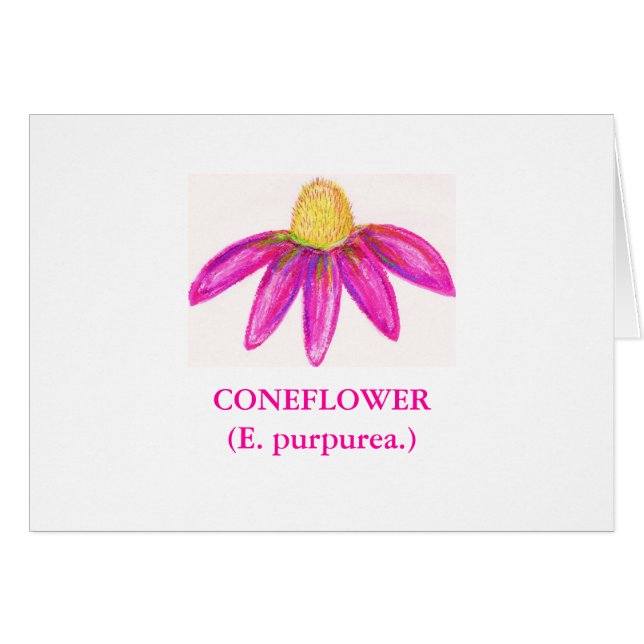 CONEFLOWER(E. purpurea) (Voorkant Horizontaal)