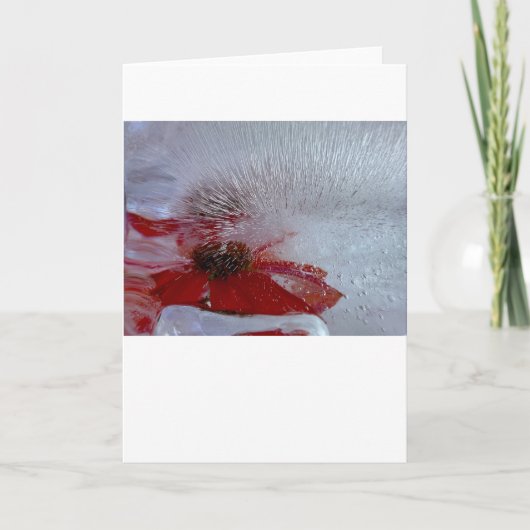 Coneflower in Ice, Kaart (Voorkant)