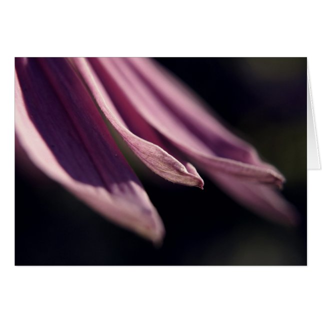 Coneflower Petals Card (Voorkant Horizontaal)