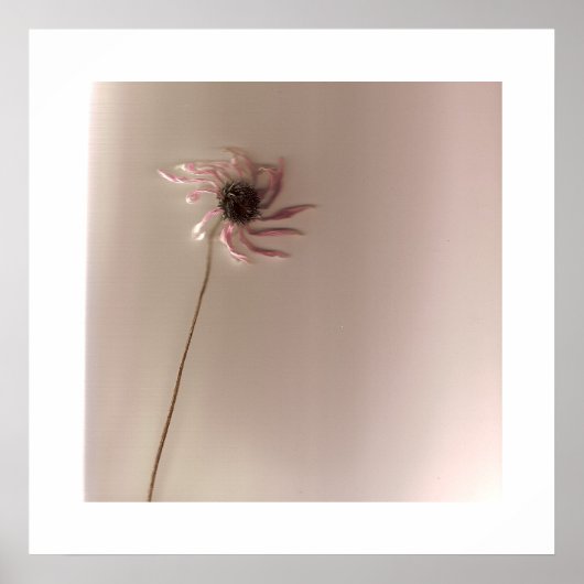 ConeFlower Poster (Voorkant)