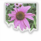 Coneflower roze paarse madeliefbloem met bladeren sticker (Voorkant)