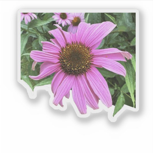 Coneflower roze paarse madeliefbloem met bladeren sticker (Voorkant)