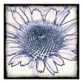 Coneflower Sketch Foto Afdruk (Voorkant)