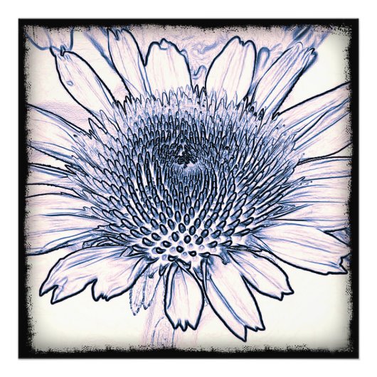 Coneflower Sketch Foto Afdruk (Voorkant)