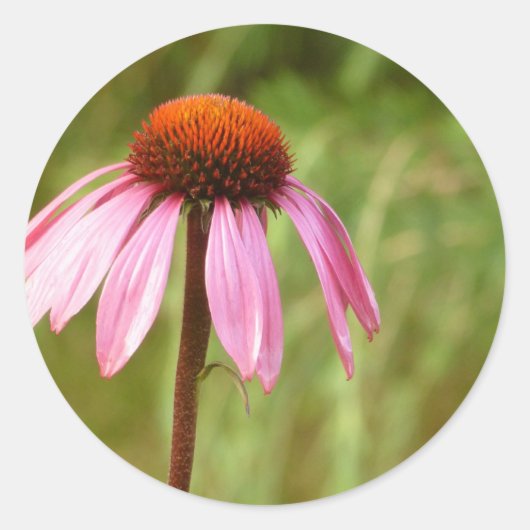 Coneflower Sticker (Voorkant)