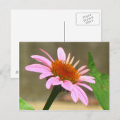 Coneflowers Briefkaart (Voorkant / Achterkant)