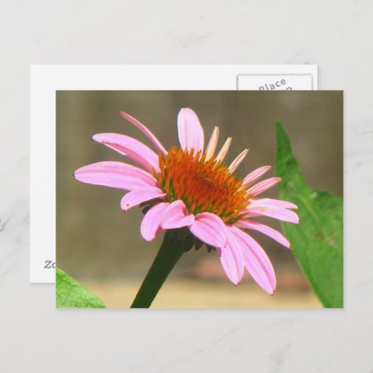 Coneflowers Briefkaart (Voorkant / Achterkant)