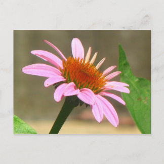 Coneflowers Briefkaart