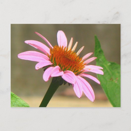 Coneflowers Briefkaart (Voorkant)