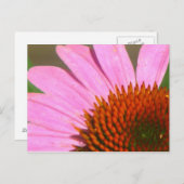 Coneflowers Briefkaart (Voorkant / Achterkant)