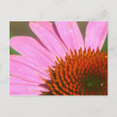 Coneflowers Briefkaart (Voorkant)