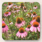 Coneflowers Cork Onderzetter (Voorkant)