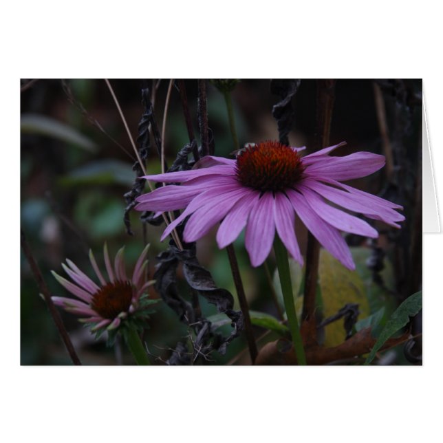 CONEFLOWERS IN HERFST (Voorkant Horizontaal)