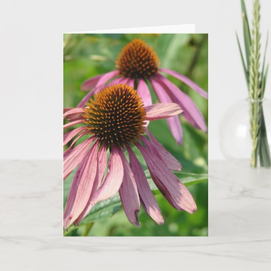 Coneflowers Kaart (Voorkant)