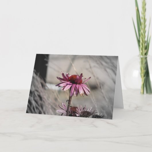 Coneflowers Kaart (Voorkant)