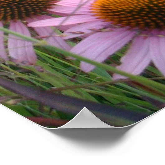 Coneflowers Poster (Hoek)