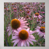 Coneflowers Poster (Voorkant)