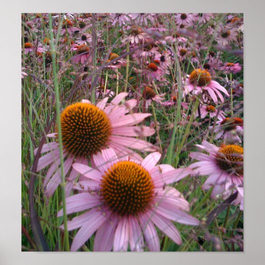 Coneflowers Poster (Voorkant)