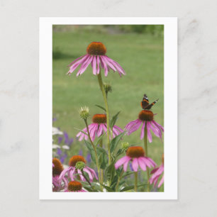 Coneflowers & Red Admiral Butterfly DIY Briefkaart
