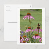 Coneflowers & Red Admiral Butterfly DIY Briefkaart (Voorkant / Achterkant)