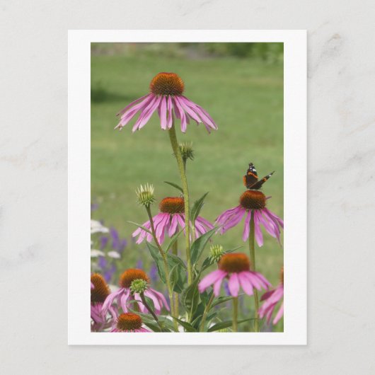 Coneflowers & Red Admiral Butterfly DIY Briefkaart (Voorkant)