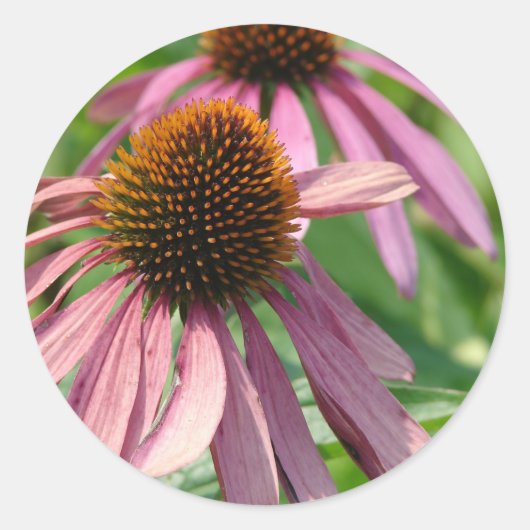 Coneflowers Ronde Sticker (Voorkant)
