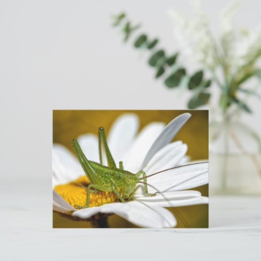 Conehead cricket on daisy briefkaart (Staand voorkant)