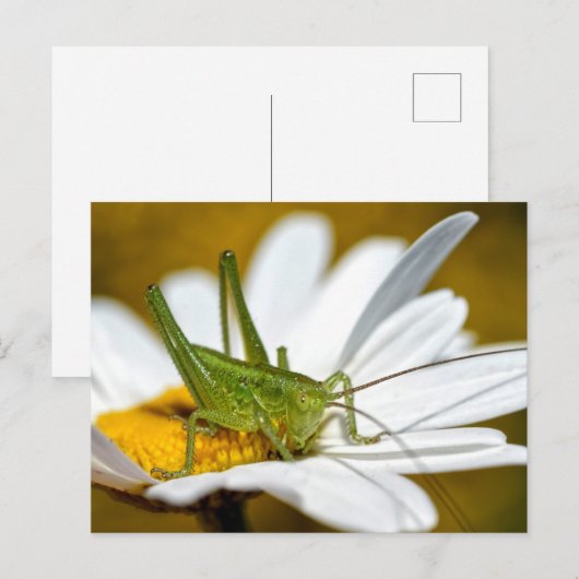 Conehead cricket on daisy briefkaart (Voorkant / Achterkant)