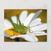 Conehead cricket on daisy briefkaart (Voorkant)