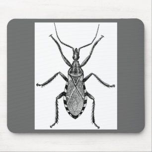 Conenose Bug -  Muismat