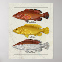 Coney Grouper met kleurvariaties Poster