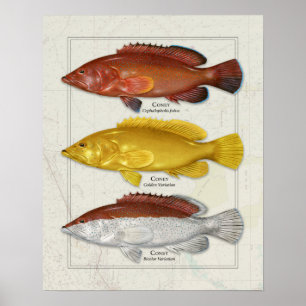 Coney Grouper met kleurvariaties Poster