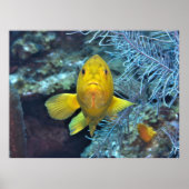 Coney in Yellow Poster (Voorkant)