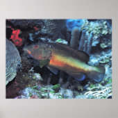 Coney Poster (Voorkant)